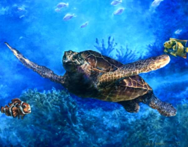 Tommy the Turtle