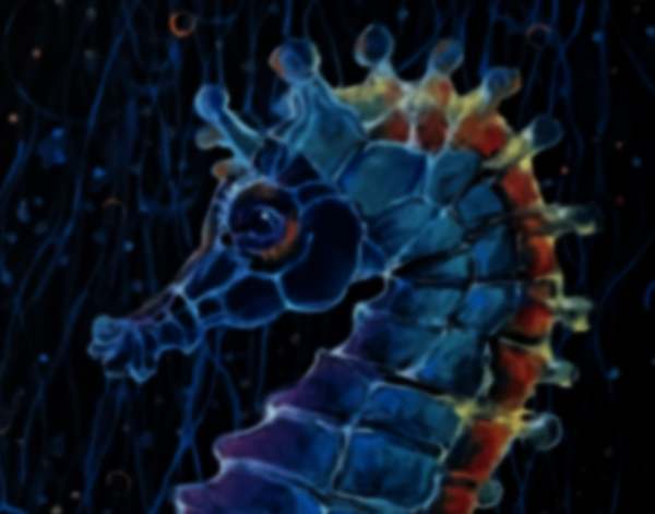 Sam the Sea Horse